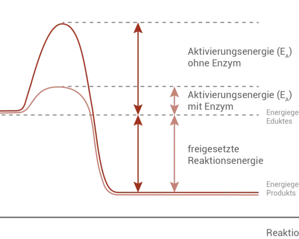 Diagramm zeigt, wie Enzyme die Aktivierungsenergie senken. Ohne Enzym ist die Aktivierungsenergie hoch, mit Enzym deutlich niedriger.