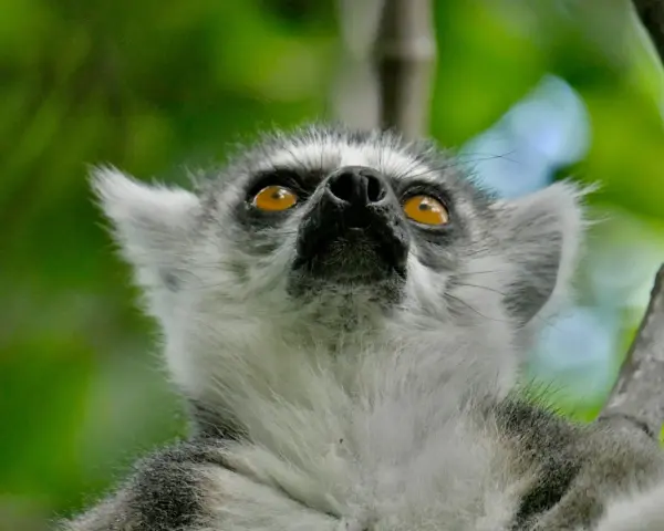Lemur z Madagaskaru wpatruje się w niebo, jego bursztynowe oczy błyszczą w zieleni.
