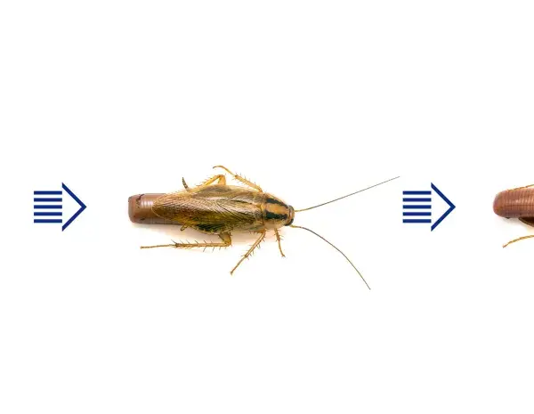 Ciclo de vida de la cucaracha alemana: de ooteca (huevos de cucaracha alemana) a ninfa y adulto.