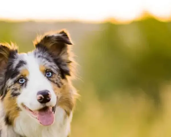 Piękny border collie z niebieskimi oczami i gęstą, wielobarwną sierścią, uśmiecha się na tle zieleni.