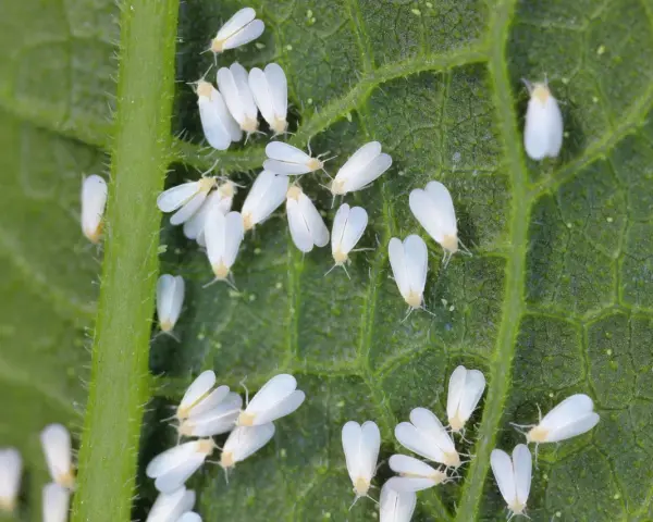 Un gruppo di mosca bianca su una foglia verde. Questi piccoli insetti bianchi si nutrono della linfa delle piante, causando danni.