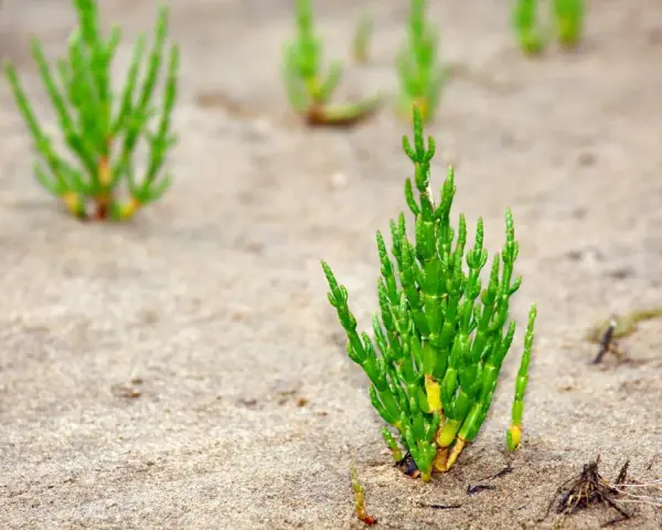 Grüne Queller-Pflanzen wachsen im Sand an der Nordsee.