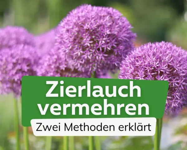Zierlauch vermehren: So einfach gelingt es! Zwei Methoden erklärt, um mehr dieser wunderschönen Blütenbälle im Garten zu haben.