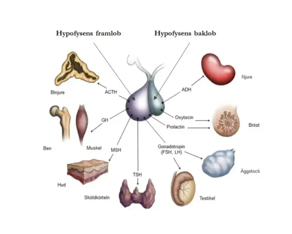 Diagram över hypofysen och dess hormoner som påverkar binjurar, ben, muskler, hud, sköldkörtel, njurar, bröst, äggstockar och testiklar. En hormonell obalans kan påverka dessa system.