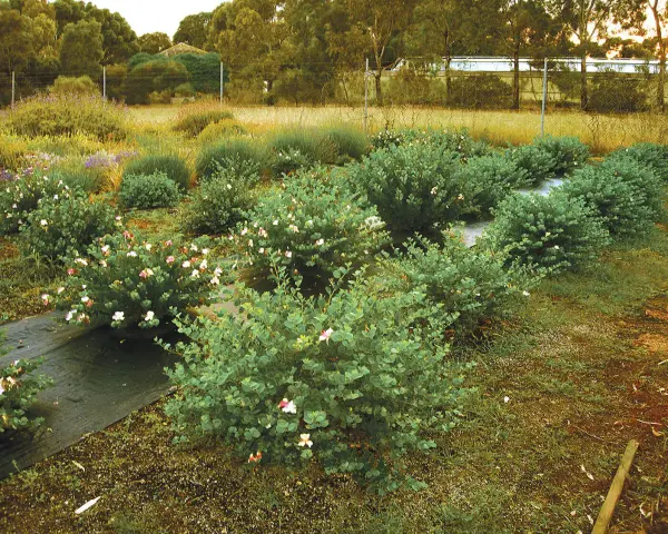 Fält med buskar som odlas för att odla kapris. Blommorna är vita och rosa.