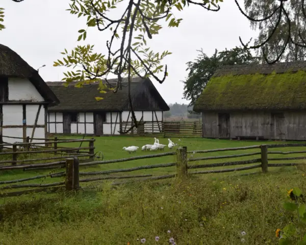 Stare chaty z krytymi strzechą dachami, gęsi pasące się na trawie. W tle drewniany płot i drzewa. Kluki cennik.