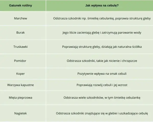 Tabela podpowiada, co sadzić obok cebuli: marchew, truskawki, pomidor, koper, warzywa kapustne, mięta, nagietek.