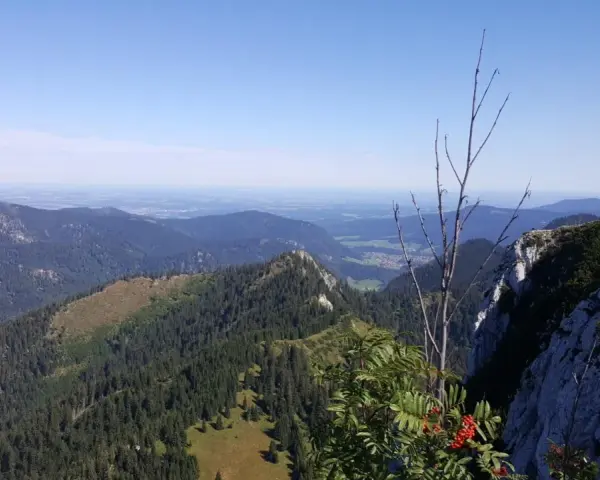 Blick von der Brander Alm über bewaldete Berge ins Tal. Ein kahler Ast und rote Beeren im Vordergrund.