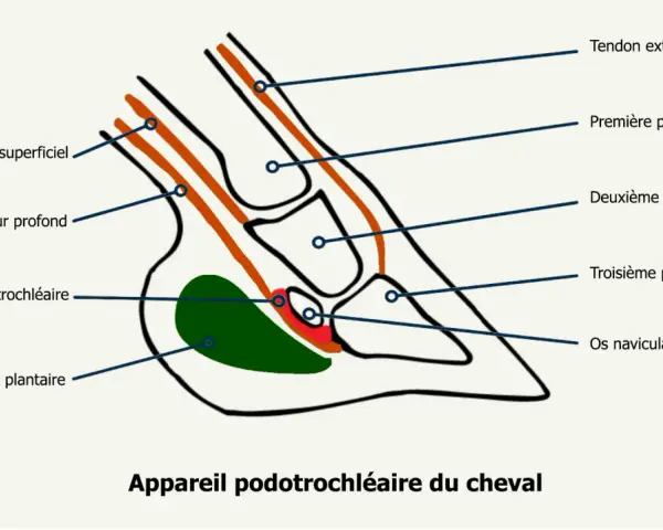 Schéma de l'appareil podotrochléaire du cheval, montrant tendons, phalanges, bourse et coussinet.