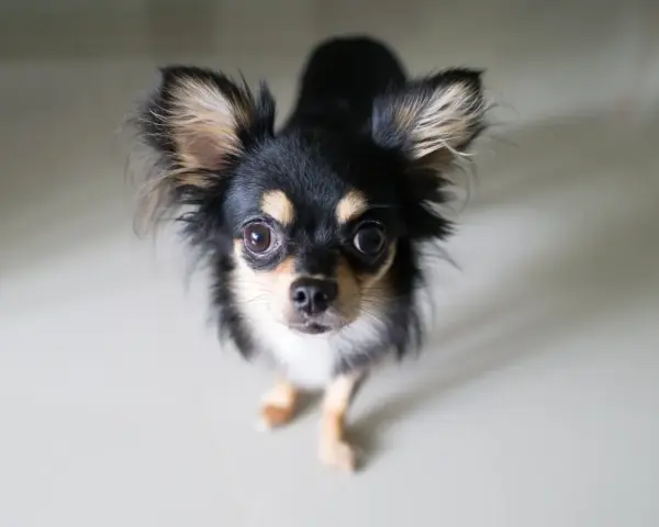 Uroczy chihuahua z dużymi uszami, czarno-złote umaszczenie. Zastanawiasz się nad chihuahua cena?