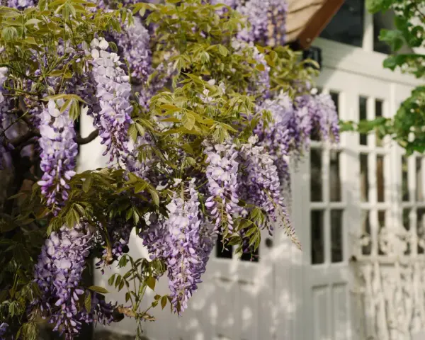 Cascada de glicina morada adorna una casa blanca. La glicina planta propiedades medicinales y decorativas.