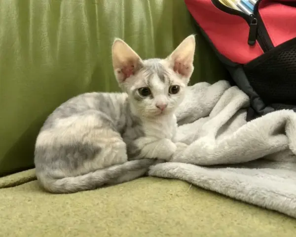Mały kotek rasy Devon Rex o szaro-białym umaszczeniu siedzi na zielonej kanapie obok koca.