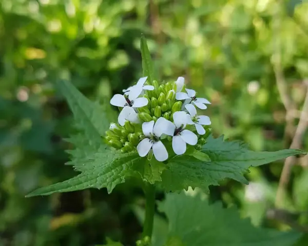 Kleine weiße Blüten der essbaren Knoblauchsrauke auf grünem Blattwerk.