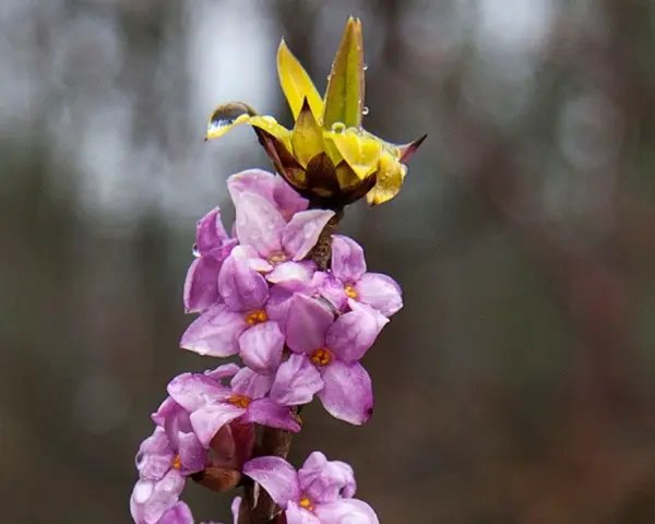 En gren med lila blommor och en gul knopp, täckt av vattendroppar. Tibast är vacker men giftig.