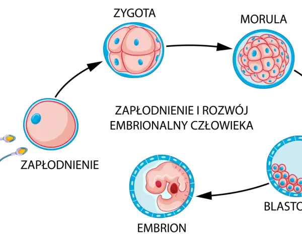 Schemat zapłodnienia i rozwoju zarodka: zapłodnienie, zygota, morula, blastocysta, embrion. Zagnieżdżenie zarodka następuje po kilku dniach.