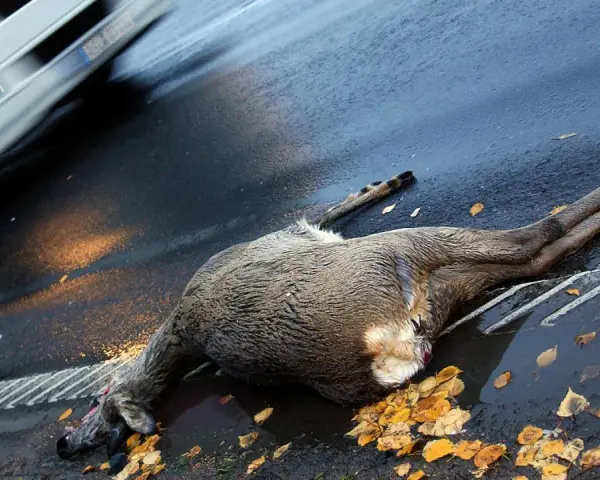Ein Reh liegt tot auf der Straße nach einem Wildwechsel. Ein Auto fährt vorbei, Scheinwerfer beleuchten die Szene.