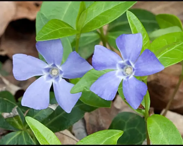 Cała góra barwinków, dwie fioletowe gwiazdki kwitną wśród zielonych liści i suchych liści.