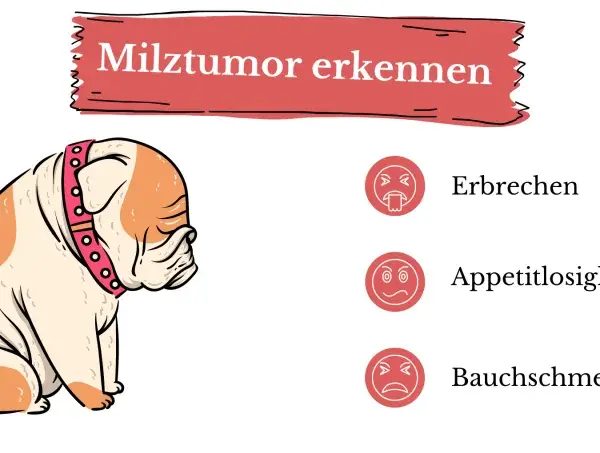 Smutny buldog z obrożą, obok ikony symbolizujące wymioty, brak apetytu i ból brzucha – objawy nowotworu śledziony.