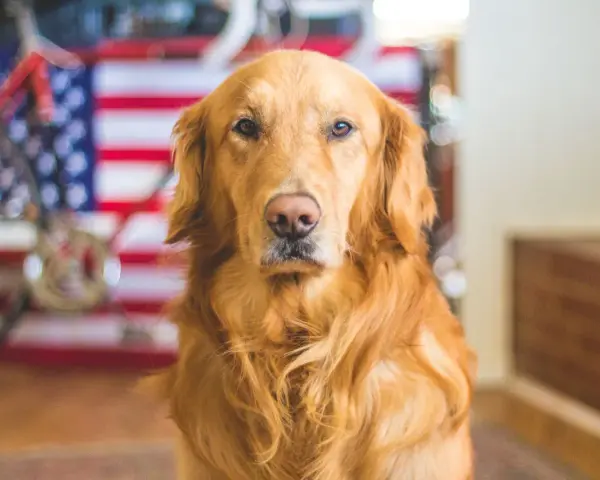 Piękny golden retriever na tle flagi USA. Zastanawiasz się nad golden retriever price?