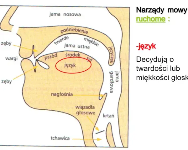 Schemat narządów mowy z zaznaczonym językiem, kluczowym dla głosek ustnych i nosowych.
