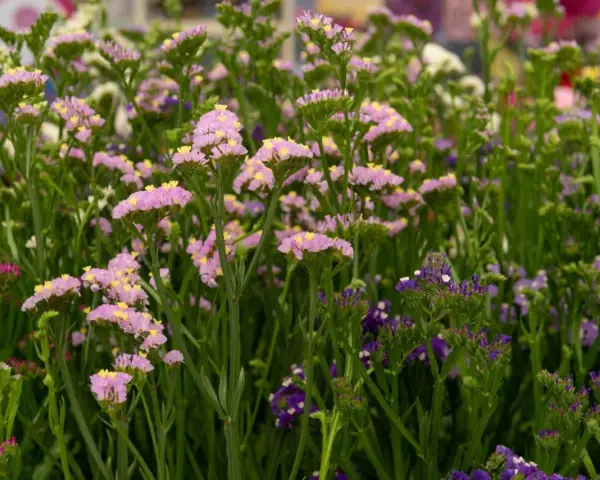 En blomsteräng med lila perenner och små gula detaljer. Vissa blommor är ljust rosa, andra mörkt lila.