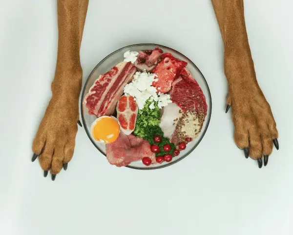 Pattes de chien encadrant une assiette de nourriture crue : viande, œuf, fromage, légumes. Avant le repas, après le repas, le chien est prêt !