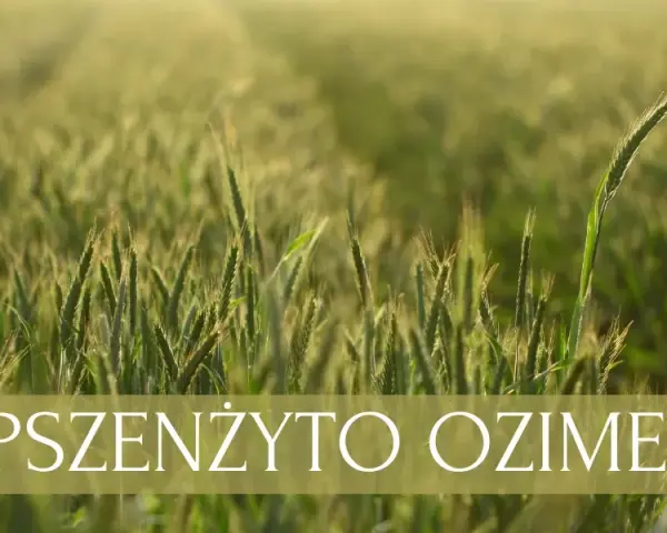 Jaki nawóz pod pszenicę ozimą jesienią, aby uniknąć strat w plonach?