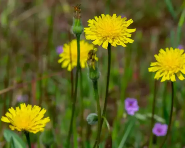 Fleurs jaunes éclatantes, certaines avec des bourgeons, dans un champ verdoyant parsemé de petites fleurs violettes. Attention, certaines de ces fleurs peuvent être une plante toxique pour les chevaux.