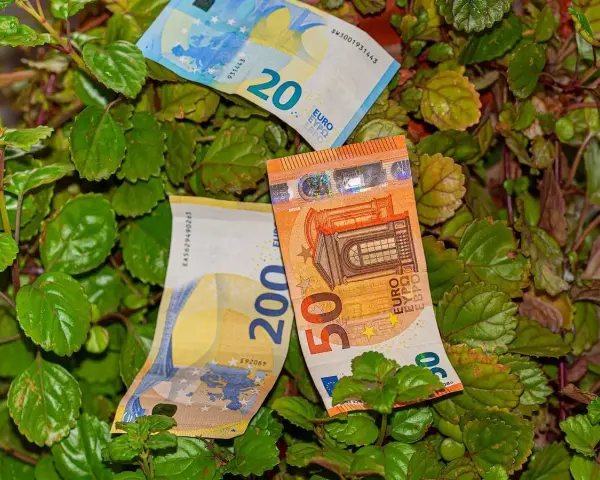 Billetes de euros (20, 50 y 200) entre las hojas de una planta del dinero interior o exterior.