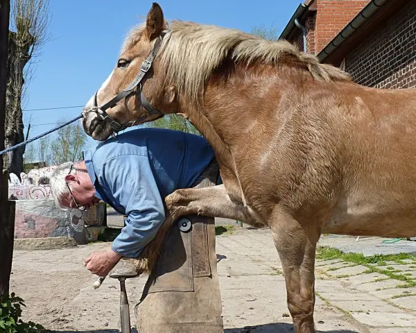 Un maréchal-ferrant travaille sur le sabot d'un cheval, préparant différents types de fer à cheval pour le confort de l'animal.
