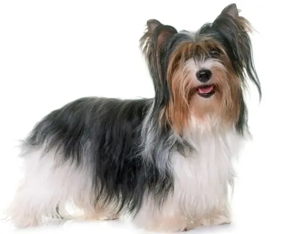 Uroczy Biewer Yorkshire Terrier z długą, trójkolorową sierścią. Poznaj jego wady i zalety.