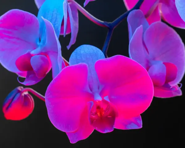 Różowe i fioletowe orchidee, których symbolika jest bogata, rozkwitają w blasku neonów.