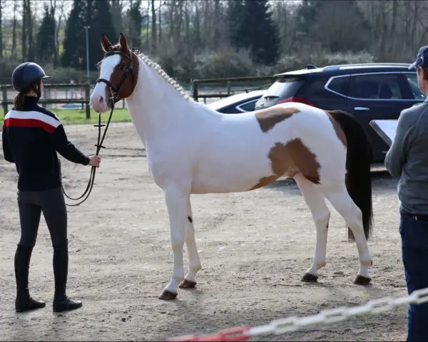 Un magnifique cheval pie est présenté par une cavalière, tandis qu'un homme note des observations. Un check in etalon est en cours.