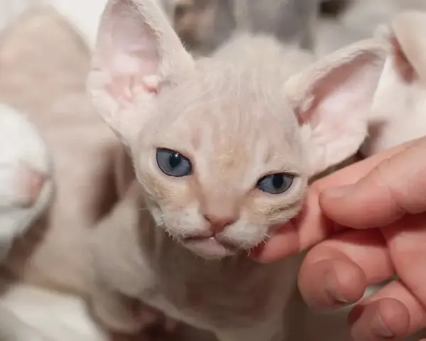 Jak prawidłowo dbać o Devon Rex - kluczowe porady pielęgnacyjne