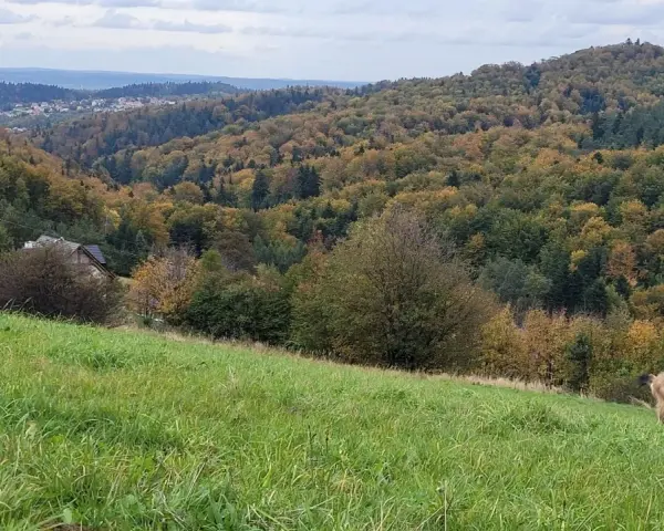 Koza na zielonej łące, w tle jesienne lasy i miasteczko na zboczu. Góra przypomina kształtem żabią.