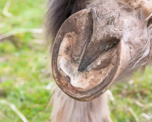 Gros plan sur un pied de cheval, montrant une zone sombre et potentiellement infectée, suggérant un abcès au pied du cheval.