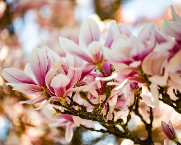 En gren med vackra, rosa och vita magnoliablommor som blommar ut. En perfekt klippa magnolia för våren.