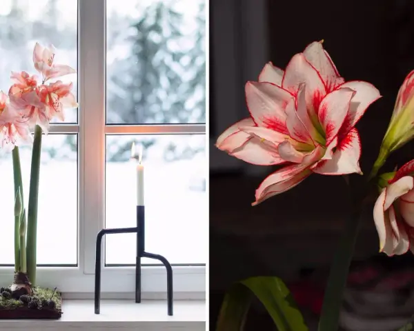 Två vackra snitt amaryllis, en i fönstret med snö utanför, den andra i mörker med röda kanter.
