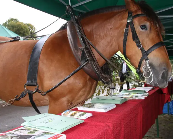 Un majestueux cheval de trait, harnaché, se tient près d'une table couverte de brochures.
