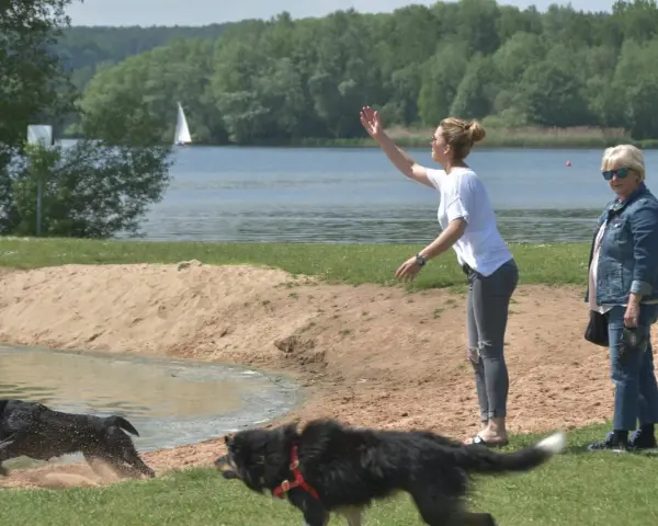 Hunde planschen am Brombachsee Hundestrand. Eine Frau wirft etwas ins Wasser, während zwei Hunde voller Freude ins kühle Nass springen.