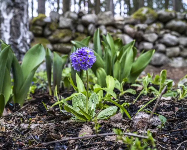 En ensam lila perenn blommar i skogen, omgiven av gröna blad och en stenmur.
