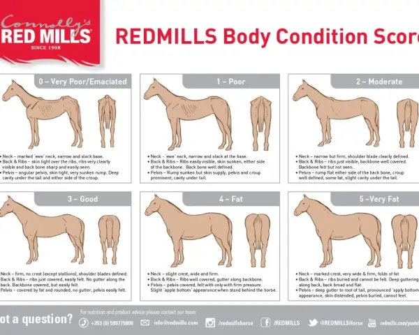 Guide visuel pour évaluer la condition corporelle d'un cheval, de émacié à très gras. Utile pour savoir comment faire maigrir un cheval si nécessaire.