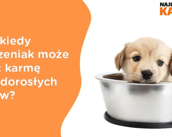Czy szczeniak może jeść karmę dla dorosłych psów? Sprawdź ryzyko zdrowotne