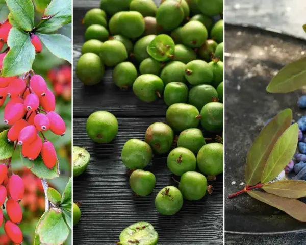 Röda vinbär, gröna kiwifrukter och blå kaprifol. Tre ovanliga bärbuskar som ger skörd.