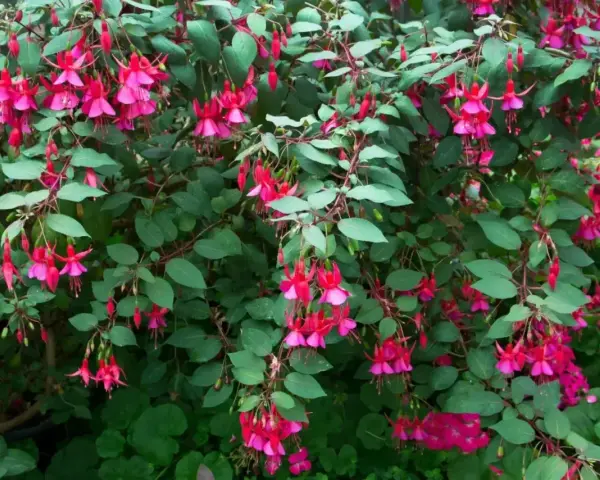 Krzew fuksji w pełnym rozkwicie, z mnóstwem różowo-fioletowych kwiatów zwisających jak małe dzwoneczki. To piękny widok, gdy hibiskus kwitnie latem.