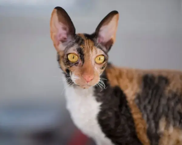 Czy Devon Rex uczula? Sprawdź, czy to kot dla alergików