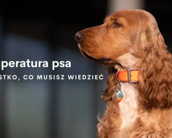 Jaka temperatura dla psa w domu? Sprawdź, by uniknąć dyskomfortu