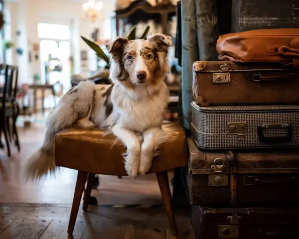 Ein Hund sitzt auf einem Hocker in einem gemütlichen hundecafe berlin, umgeben von alten Koffern.