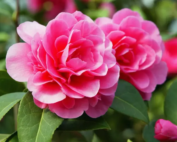 Zwei leuchtend pinke Kamelienblüten mit grünen Blättern. Ein schöner kamelie standort im Garten.