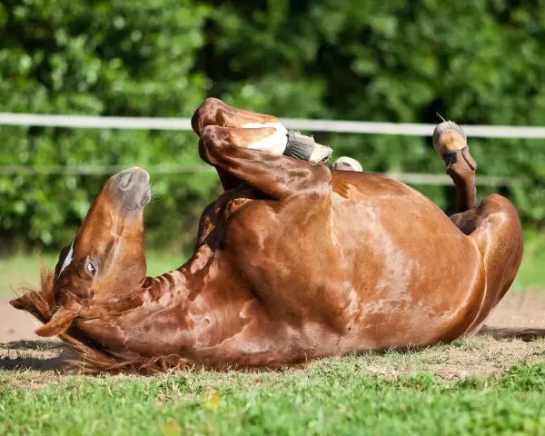 Un cheval roux se roule sur le dos, pattes en l'air. Il semble souffrir de colique.